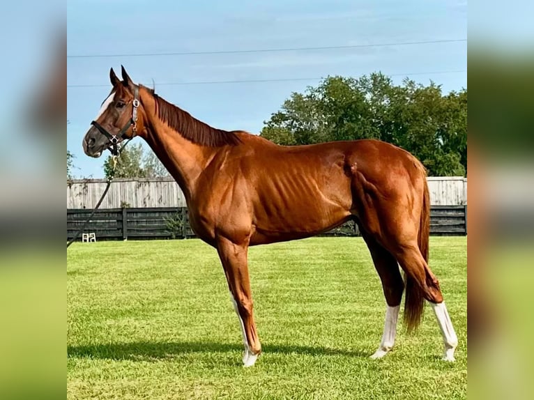 Thoroughbred Mare 7 years 16 hh Brown in PETERHEAD