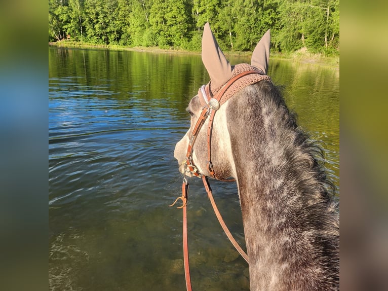 Thoroughbred Mare 7 years 16 hh Grey-Dark-Tan in Cornberg