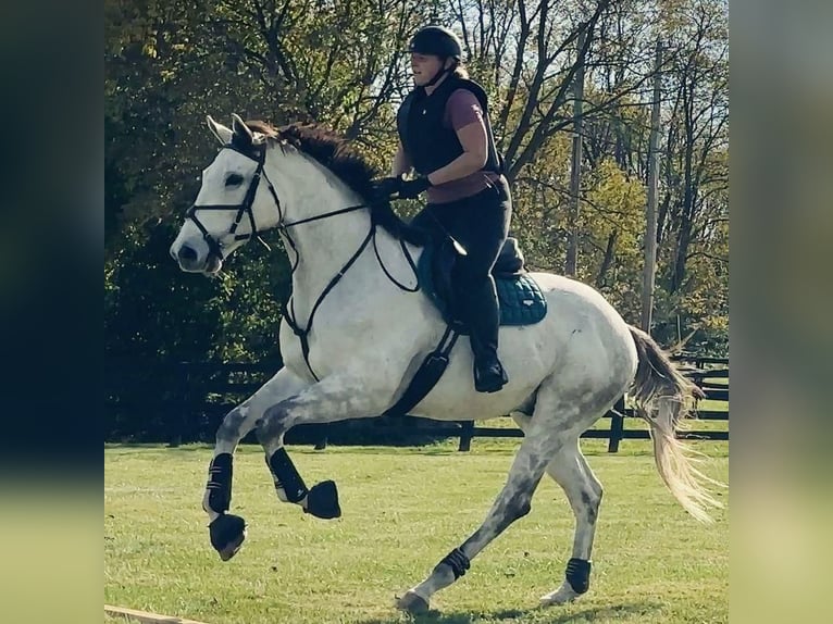 Thoroughbred Mare 7 years 16 hh White in 7 Lochside Road, Peterhead