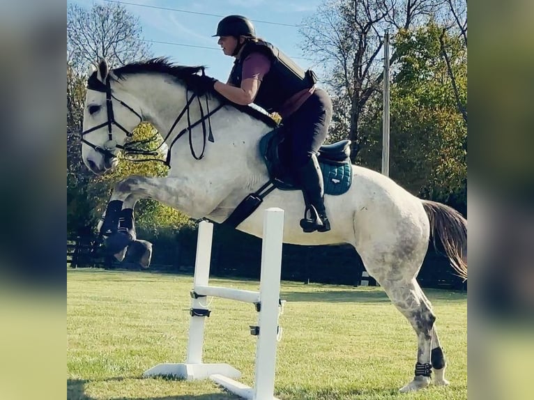 Thoroughbred Mare 7 years 16 hh White in 7 Lochside Road, Peterhead