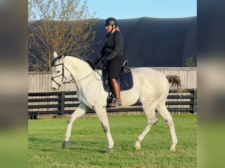 Thoroughbred Mare 7 years 16 hh White in 7 Lochside Road, Peterhead