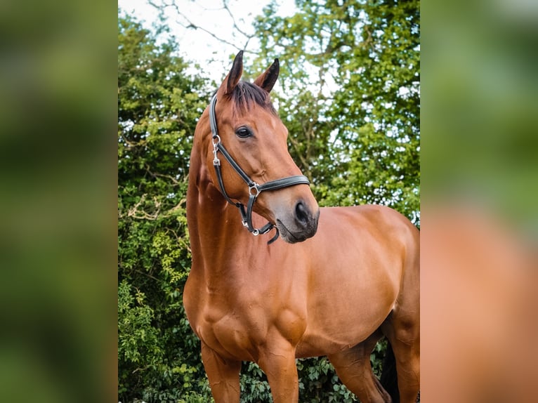 Thoroughbred Mare 7 years 16,1 hh Brown in Chambly