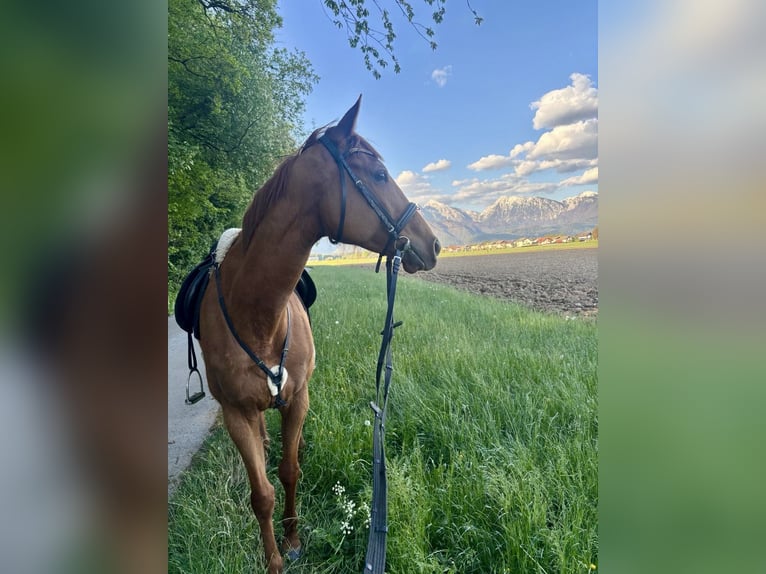 Thoroughbred Mare 7 years 17 hh Chestnut in Ljubljana