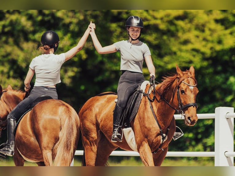 Thoroughbred Mare 7 years 17 hh Chestnut in Ljubljana