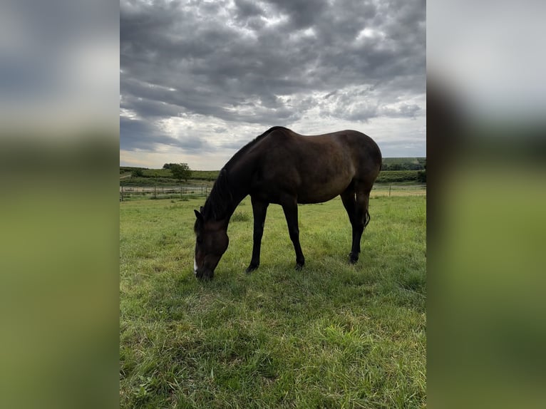 Thoroughbred Mare 7 years Bay-Dark in Mainz