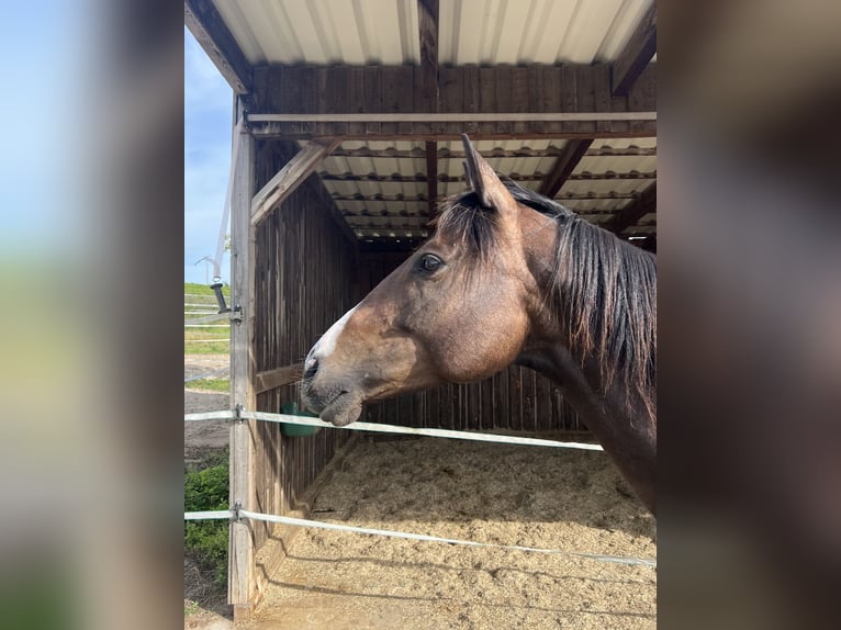 Thoroughbred Mare 7 years Bay-Dark in Mainz