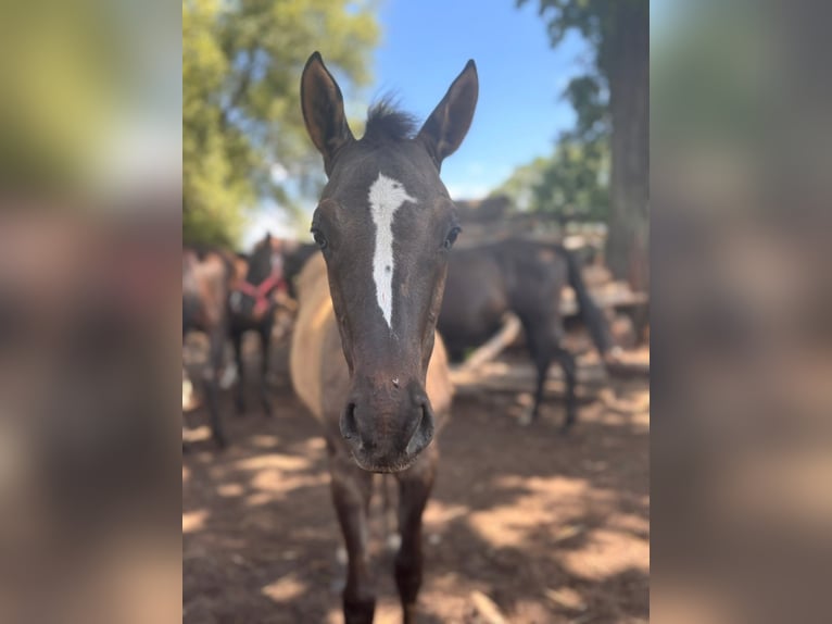 Thoroughbred Mare 8 years 14,2 hh Smoky-Black in Trzciel