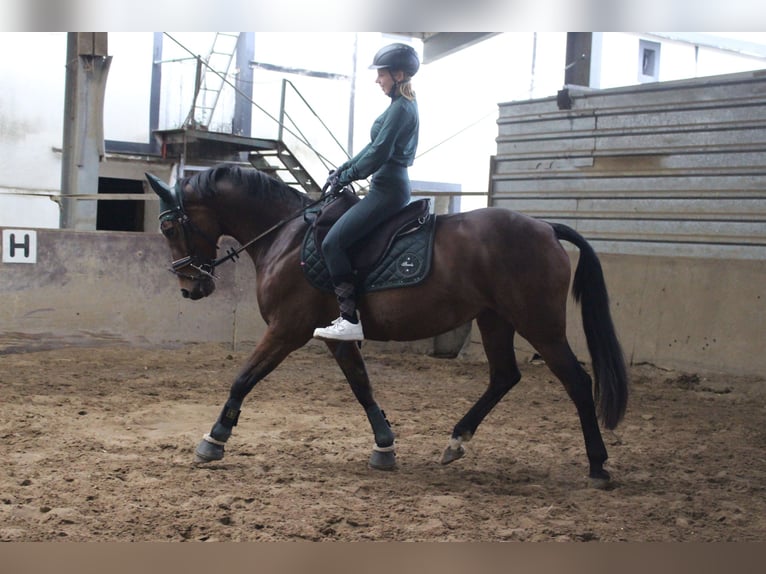 Thoroughbred Mare 8 years 15,1 hh Brown in Bochum
