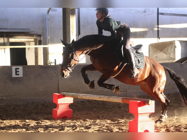 Thoroughbred Mare 8 years 15,1 hh Brown in Bochum