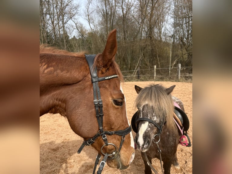 Thoroughbred Mare 8 years 15.1 hh Chestnut-Red in Beckingen