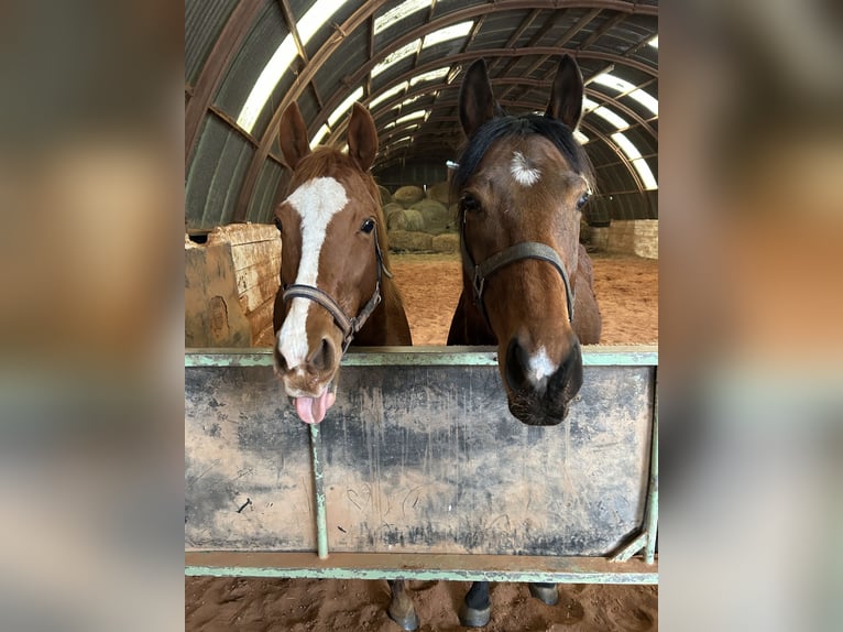 Thoroughbred Mare 8 years 15.1 hh Chestnut-Red in Beckingen