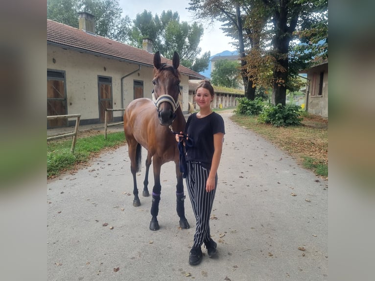 Thoroughbred Mare 8 years 15,2 hh Brown in München