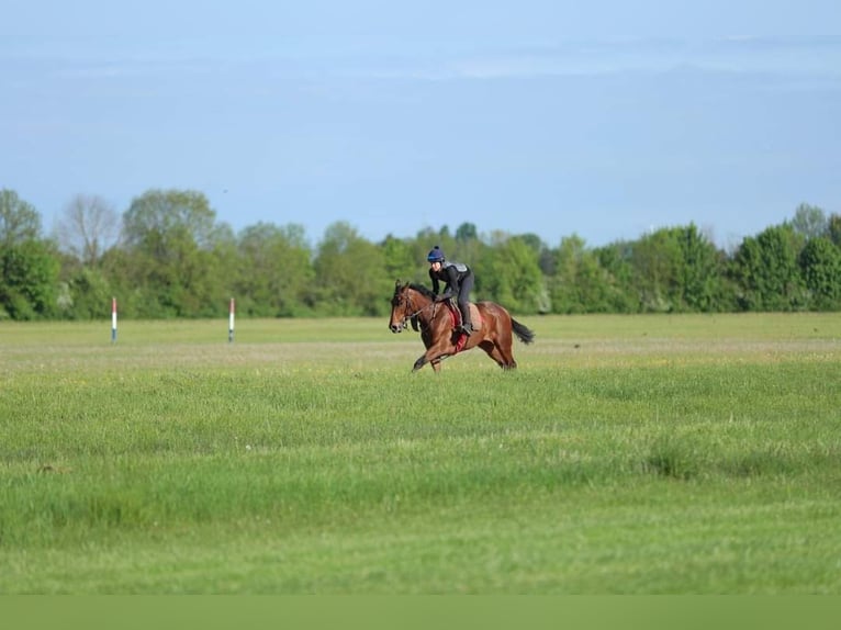 Thoroughbred Mare 8 years 15,2 hh Brown in München