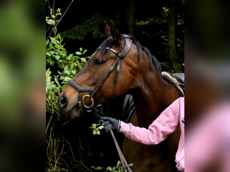 Thoroughbred Mare 8 years 15.2 hh Brown in Krumstedt