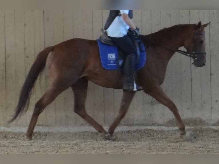 Thoroughbred Mare 8 years 15.2 hh Chestnut-Red in Diebach