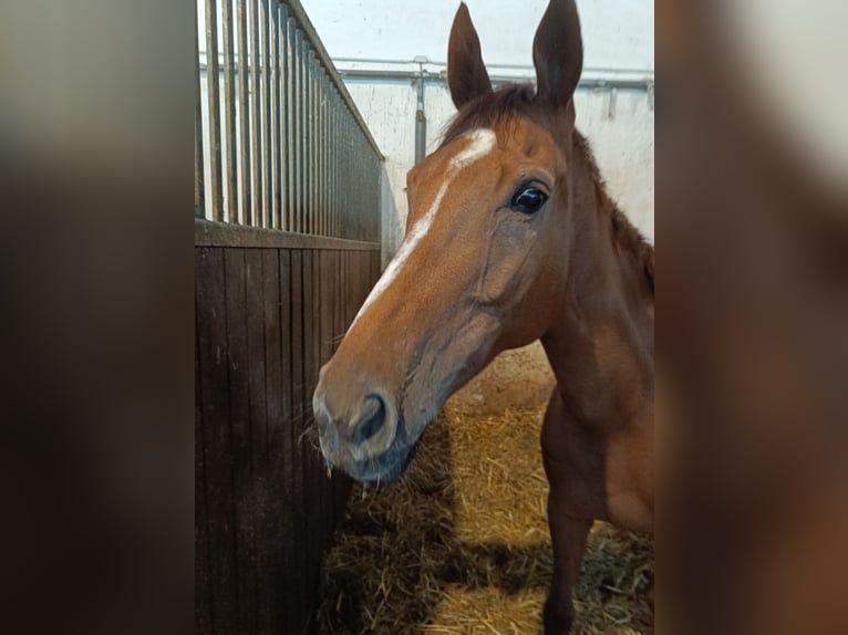 Thoroughbred Mare 8 years 15.2 hh Chestnut-Red in Neu-Isenburg
