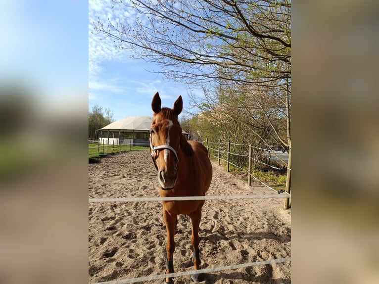 Thoroughbred Mare 8 years 15.2 hh Chestnut-Red in Neu-Isenburg