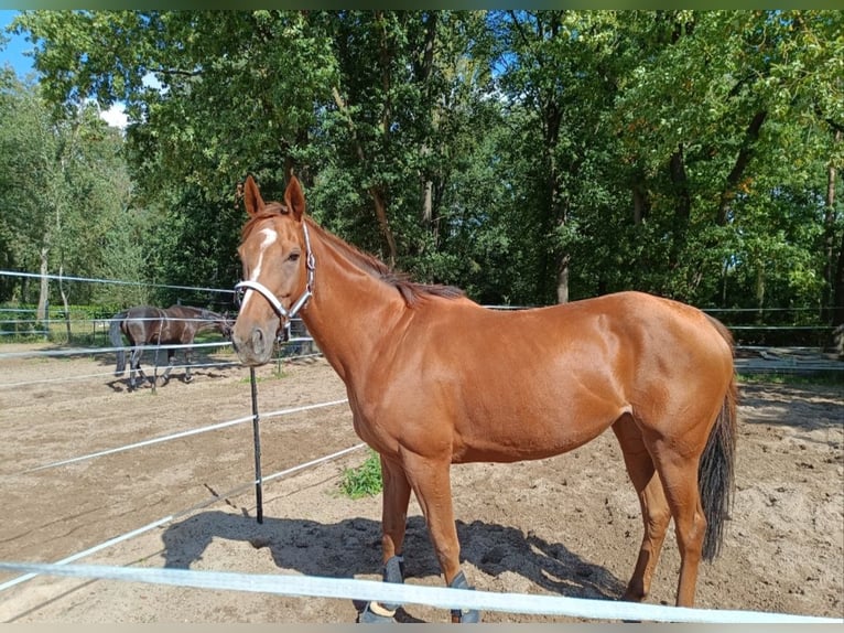 Thoroughbred Mare 8 years 15.2 hh Chestnut-Red in Neu-Isenburg