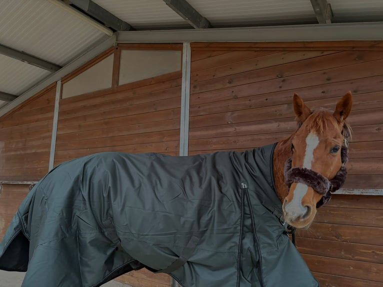 Thoroughbred Mare 8 years 15.2 hh Chestnut-Red in Centelles