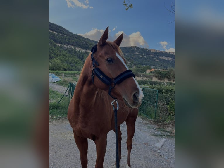 Thoroughbred Mare 8 years 15.2 hh Chestnut-Red in Centelles