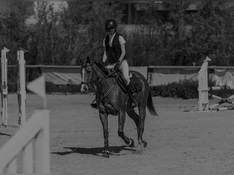 Thoroughbred Mare 8 years 15.2 hh Chestnut-Red in Centelles