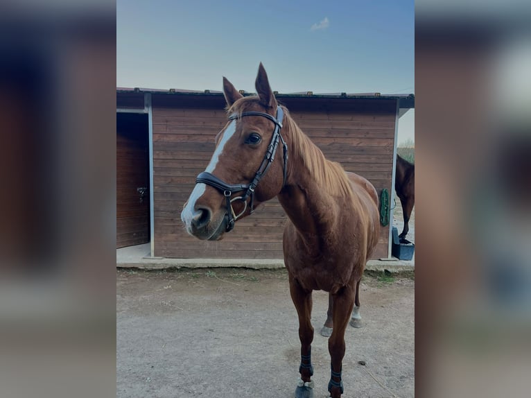 Thoroughbred Mare 8 years 15.2 hh Chestnut-Red in Centelles
