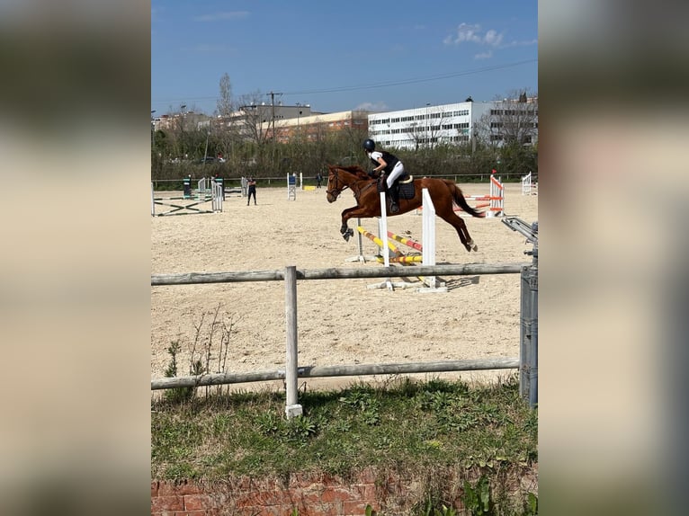 Thoroughbred Mare 8 years 15.2 hh Chestnut-Red in Centelles
