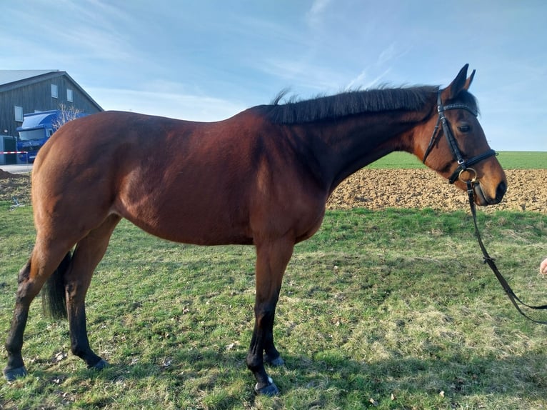 Thoroughbred Mare 8 years 15,3 hh Brown in Sulzthal