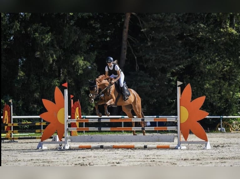 Thoroughbred Mare 8 years 15,3 hh Chestnut-Red in Maribor