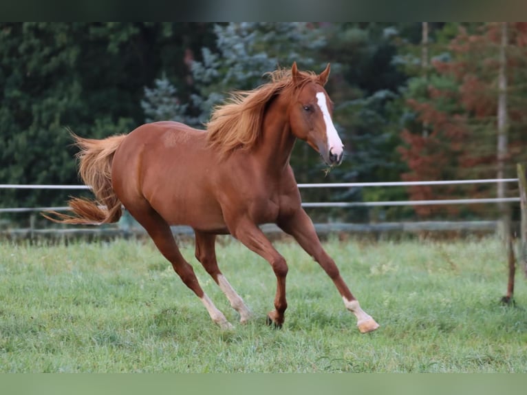 Thoroughbred Mare 8 years 15,1 hh Chestnut-Red in Schönaich