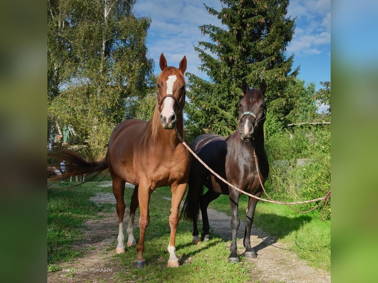 Thoroughbred Mare 8 years 15,1 hh Chestnut-Red in Schönaich