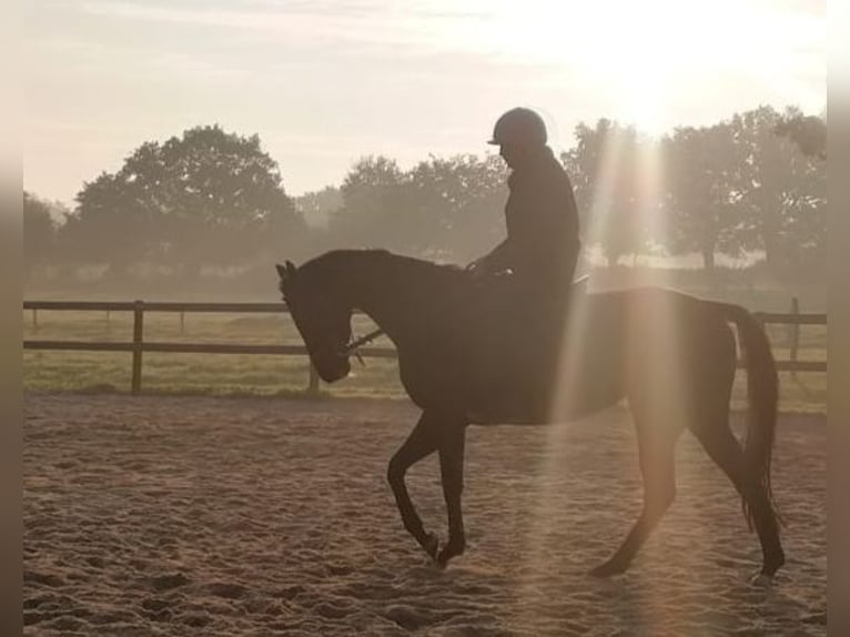 Thoroughbred Mare 8 years 15,2 hh Black in 740 Rte Petite Grée St Sauveur de Flée SEGRE Thoroughbred Mare 8 years 15,2 hh Black in 740 Rte Petite Grée St Sauveur de Flée SEGRE