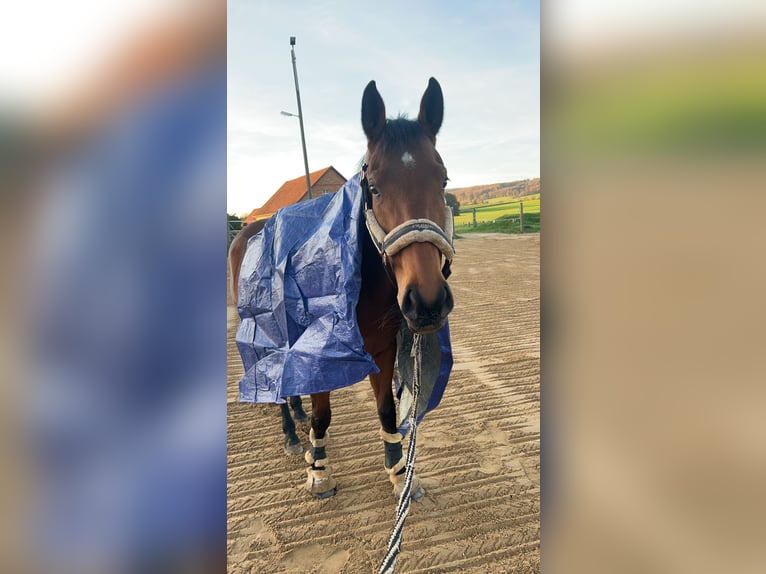 Thoroughbred Mare 8 years 15,2 hh Brown in Bad Iburg