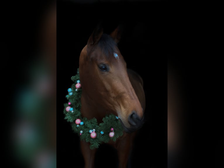 Thoroughbred Mare 8 years 15,2 hh Brown in Bad Iburg