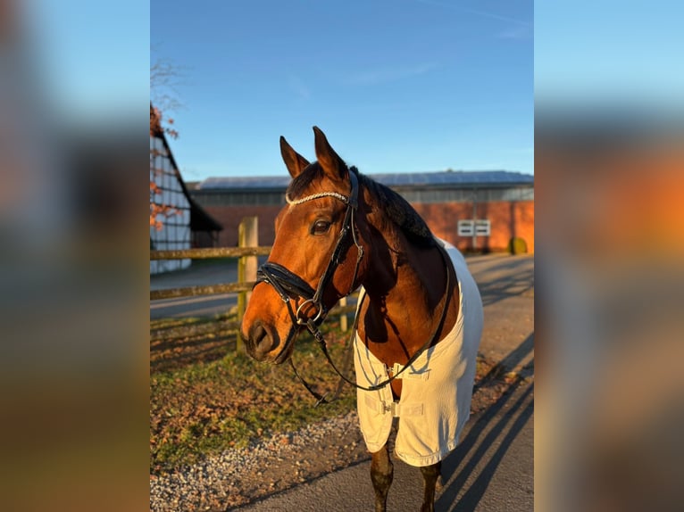 Thoroughbred Mare 8 years 15,2 hh Brown in Bad Iburg