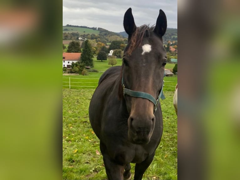 Thoroughbred Mare 8 years 15,2 hh Brown in Uslar