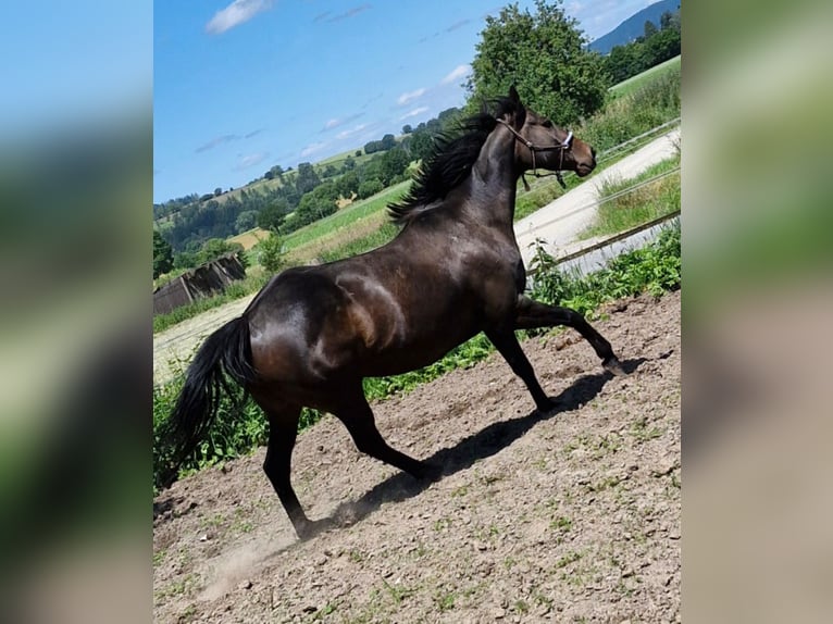 Thoroughbred Mare 8 years 15,2 hh Brown in Uslar