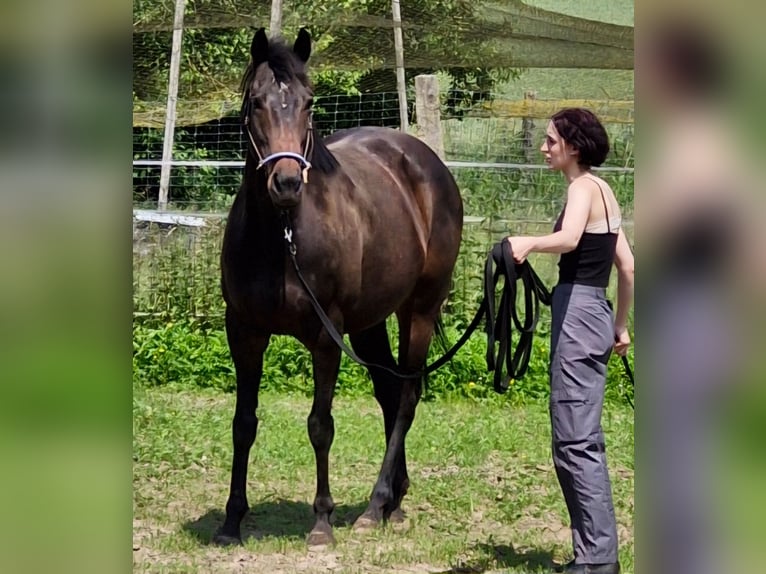 Thoroughbred Mare 8 years 15,2 hh Brown in Uslar