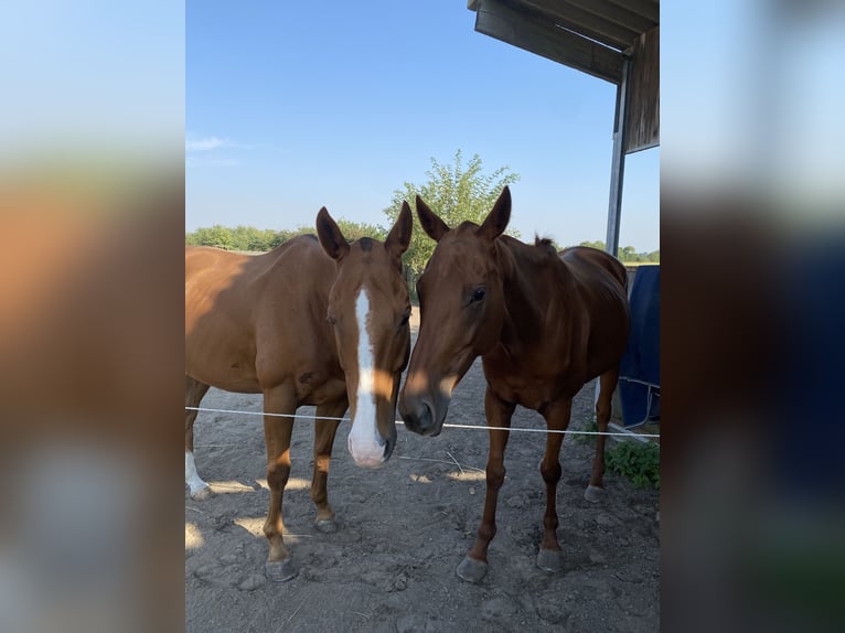 Thoroughbred Mare 8 years 15,2 hh Chestnut-Red in Dallgow-D&#xF6;beritz