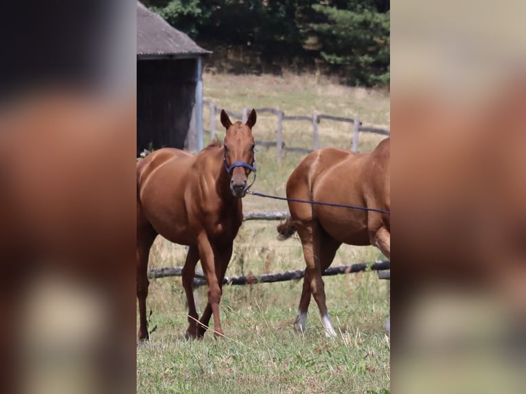 Thoroughbred Mare 8 years 15,2 hh Chestnut-Red in Dallgow-D&#xF6;beritz