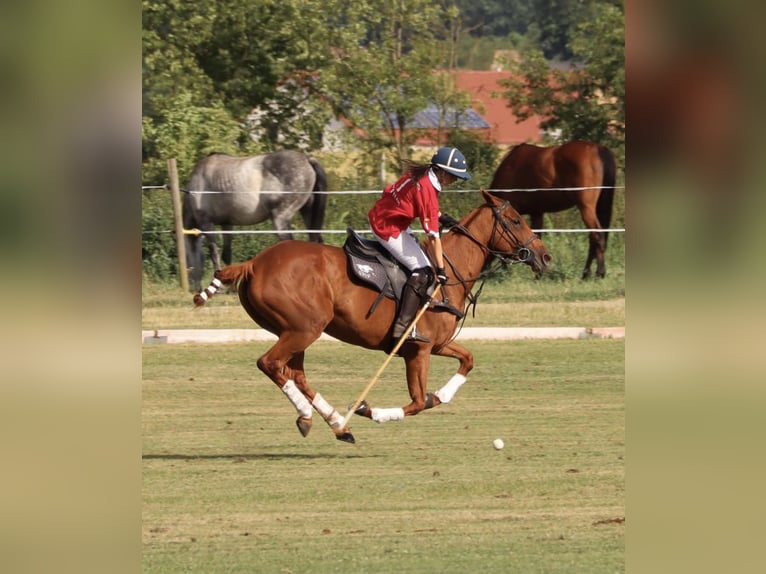 Thoroughbred Mare 8 years 15,2 hh Chestnut-Red in Dallgow-D&#xF6;beritz
