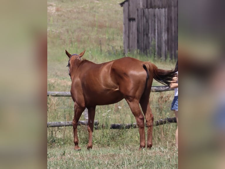 Thoroughbred Mare 8 years 15,2 hh Chestnut-Red in Dallgow-D&#xF6;beritz