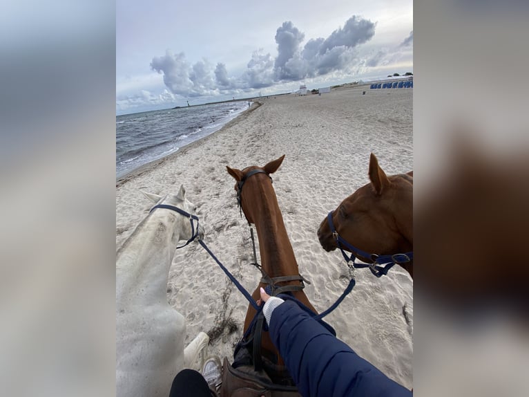 Thoroughbred Mare 8 years 15,2 hh Chestnut-Red in Dallgow-D&#xF6;beritz
