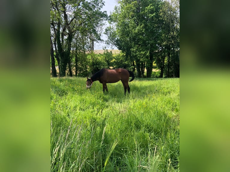 Thoroughbred Mare 8 years 15,3 hh Brown in Somme-Yêvre