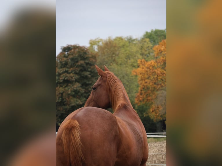 Thoroughbred Mare 8 years 15,3 hh Chestnut-Red in Hammelburg
