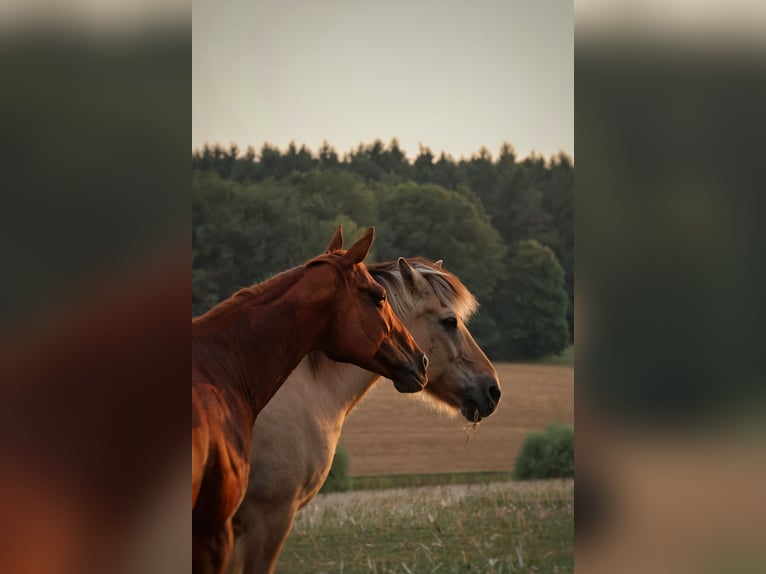 Thoroughbred Mare 8 years 15,3 hh Chestnut-Red in Hammelburg