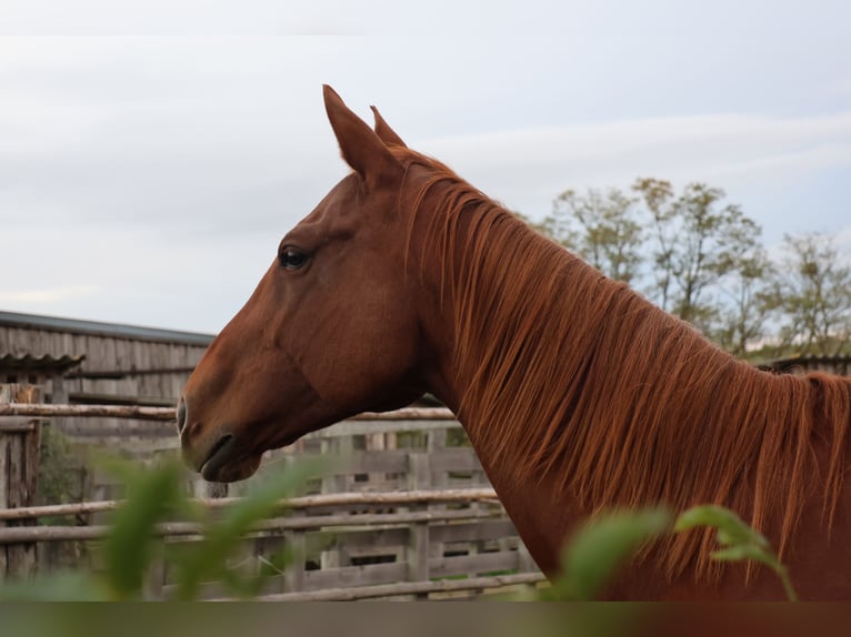 Thoroughbred Mare 8 years 15,3 hh Chestnut-Red in Hammelburg