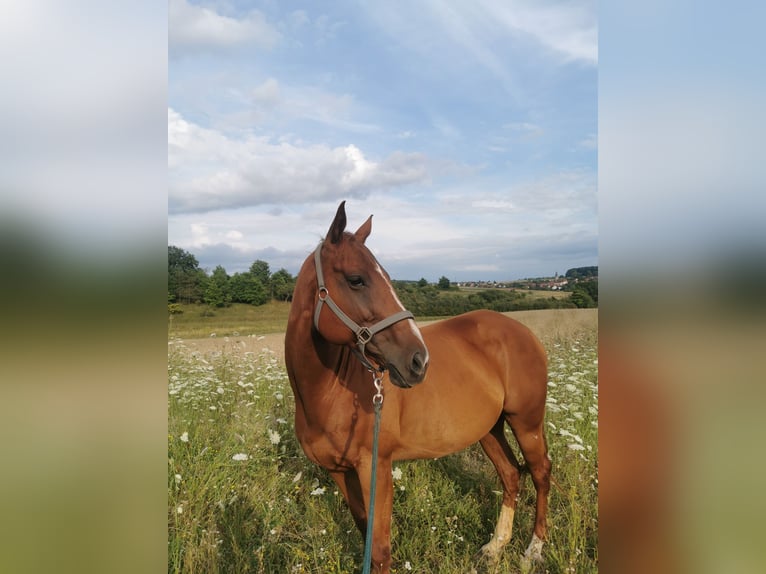 Thoroughbred Mare 8 years 15,3 hh Chestnut-Red in Hammelburg