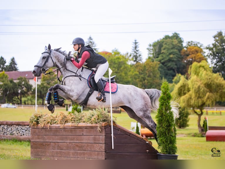 Thoroughbred Mare 8 years 15,3 hh Grey-Dapple in Prague