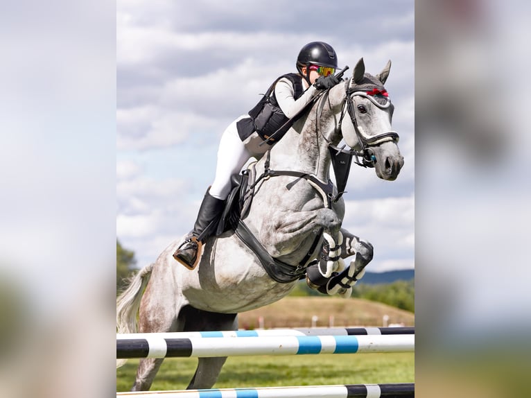 Thoroughbred Mare 8 years 15,3 hh Grey-Dapple in Prague
